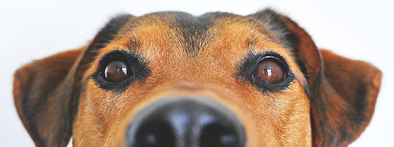 Bringing a Dog Abroad: Things to Consider